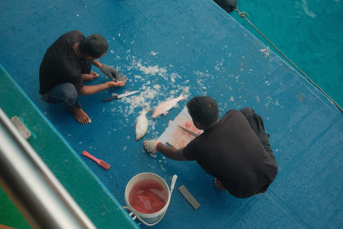 Fresh catch on the deck, ice and salt air