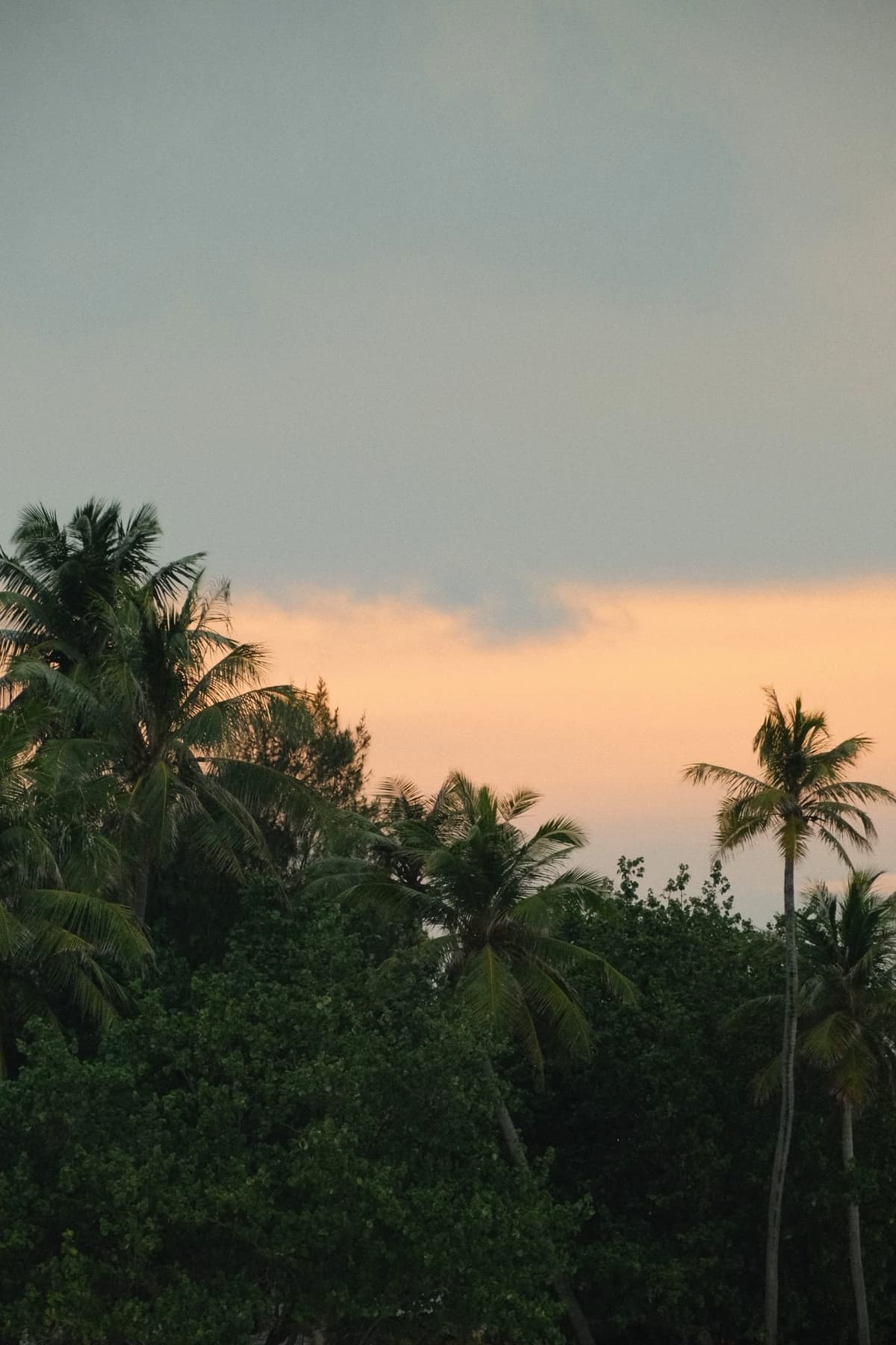 Palm silhouettes dissolving into a peach evening sky