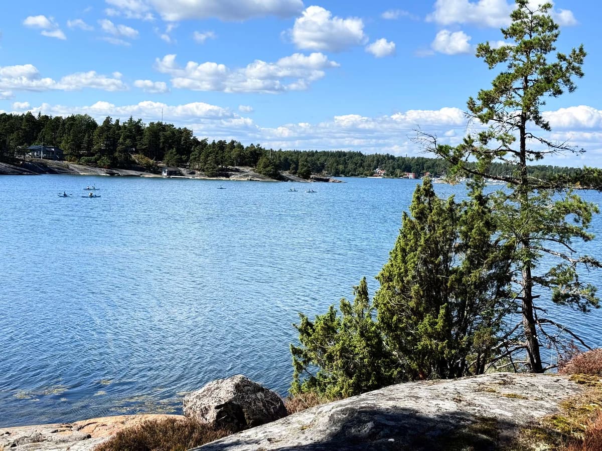 A pine leaning out over the bay from the pink granite, sails far off