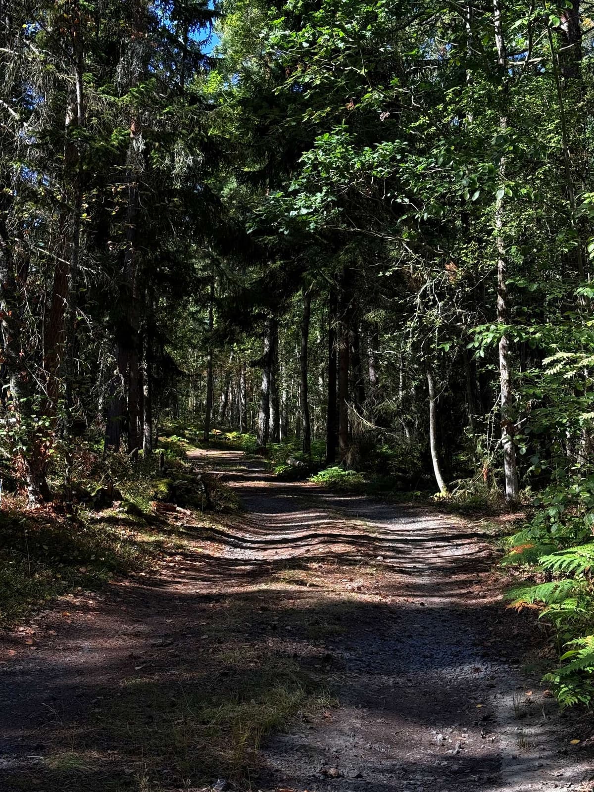 A dirt track winding into the pine forest, sun on the far bend