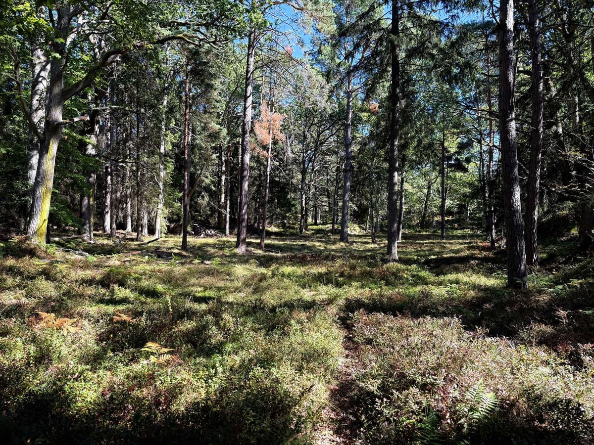 Open pine woods, thin trunks and low light on the heather