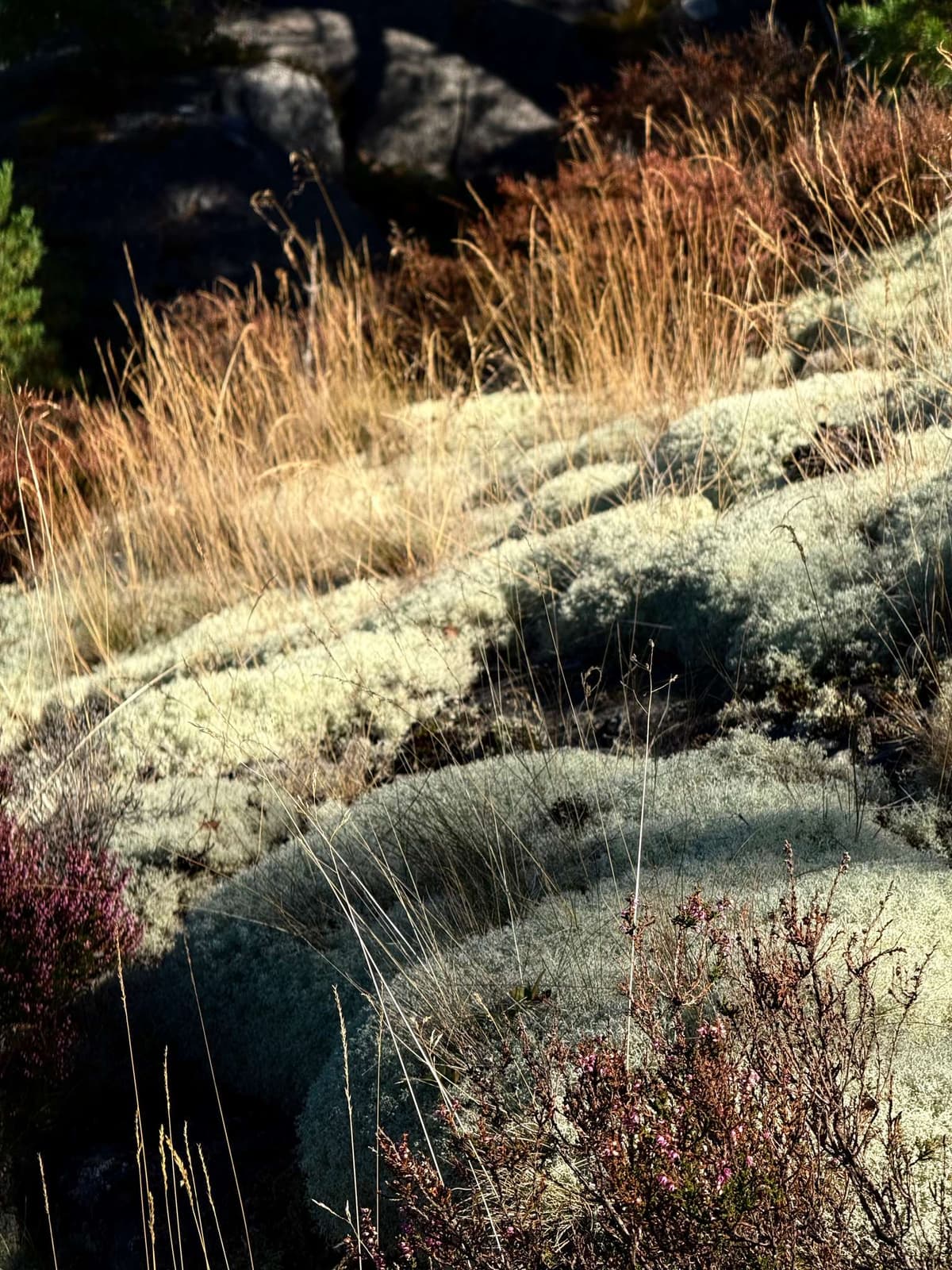Pale reindeer lichen and dry grass over the rock, heather going purple at its feet