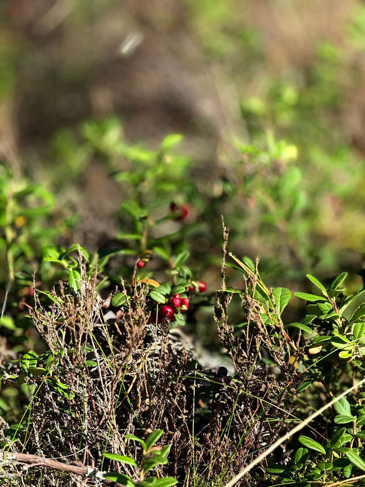 Lingonberries ripening low to the ground, August doing its job