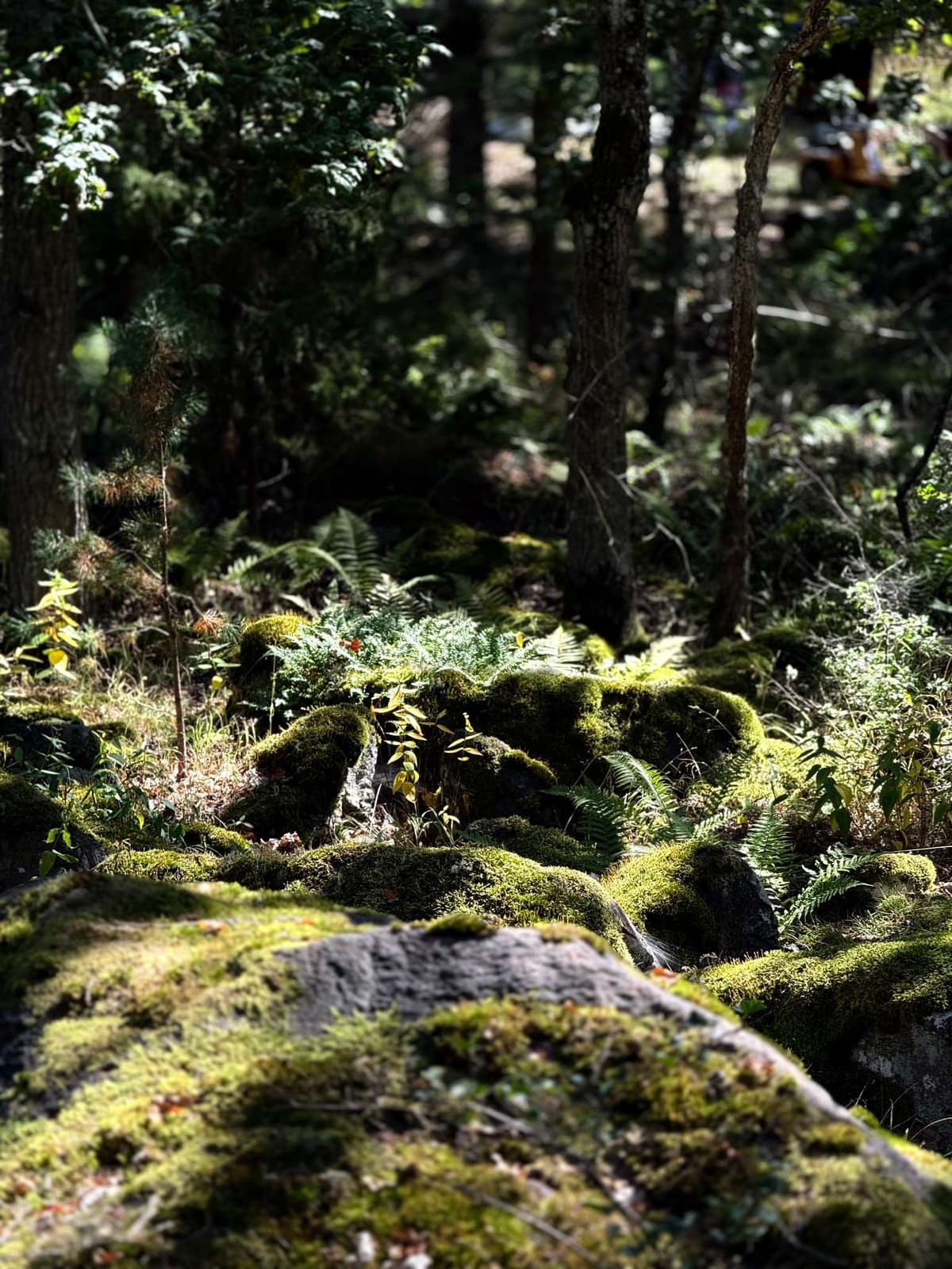 Mossy boulders under the trees, the shade a few degrees cooler