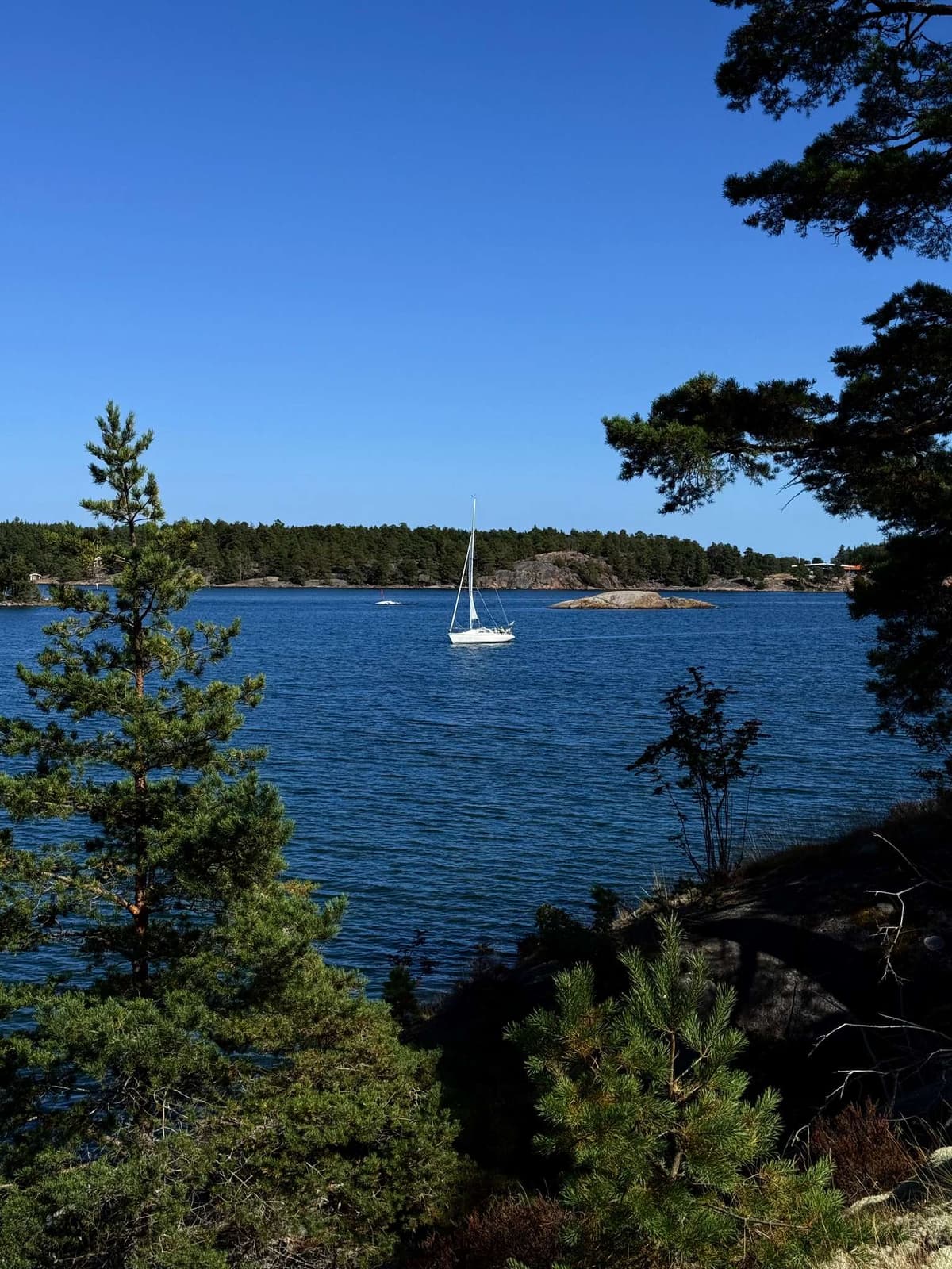 A sailboat framed by the pines, the archipelago going on behind it