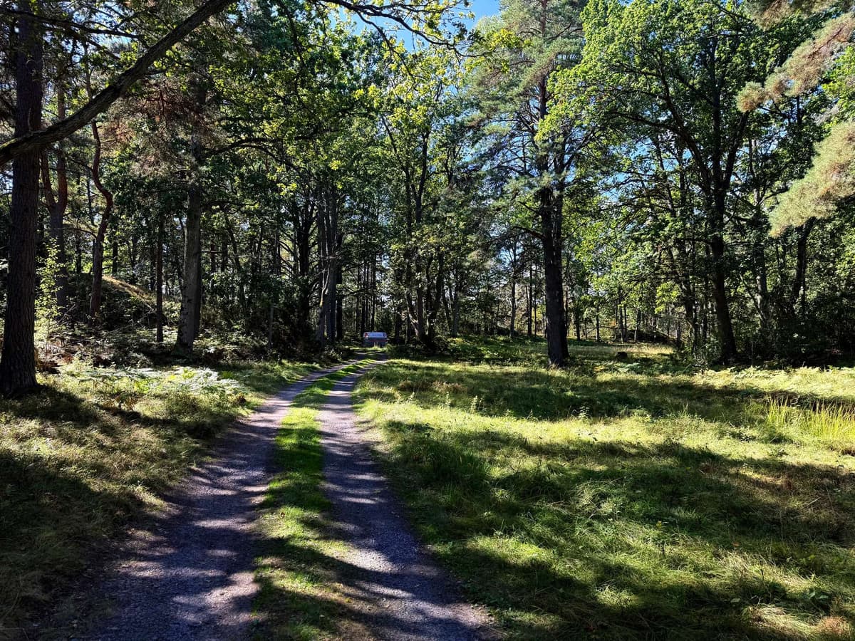 The next morning's walk, a grass track between the trees