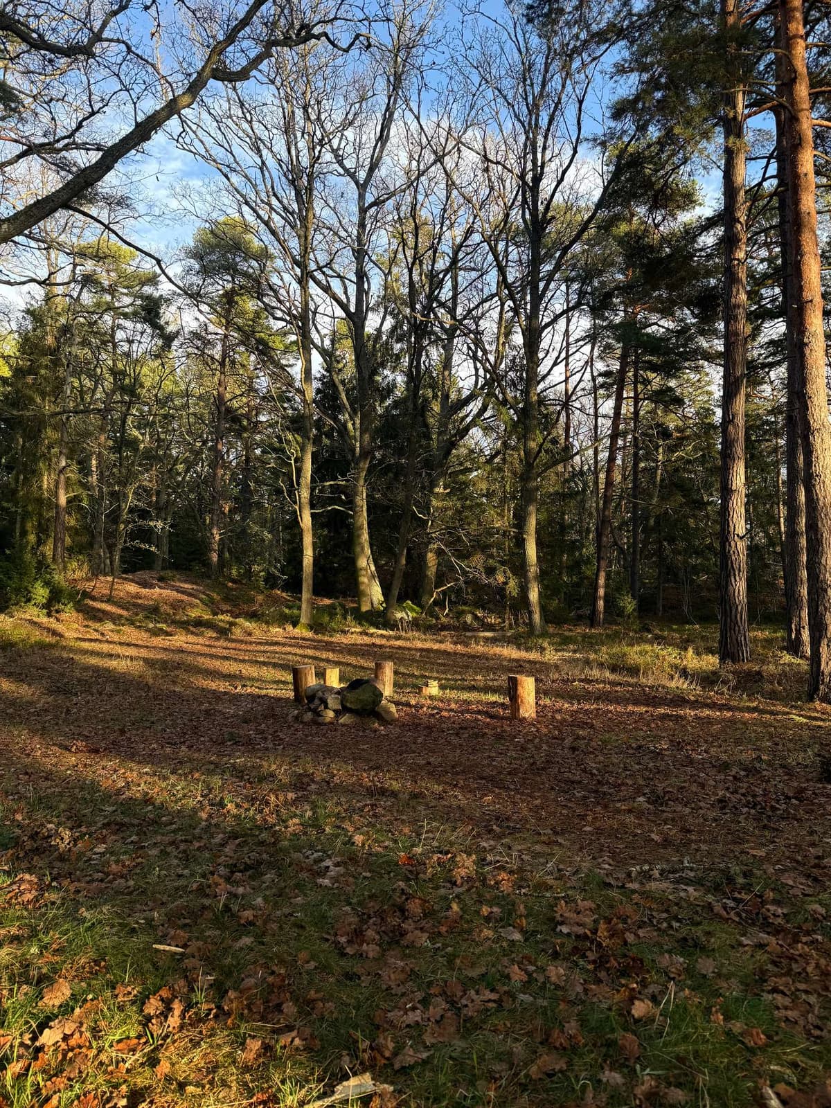 Bare trees and a picnic table in thin December light