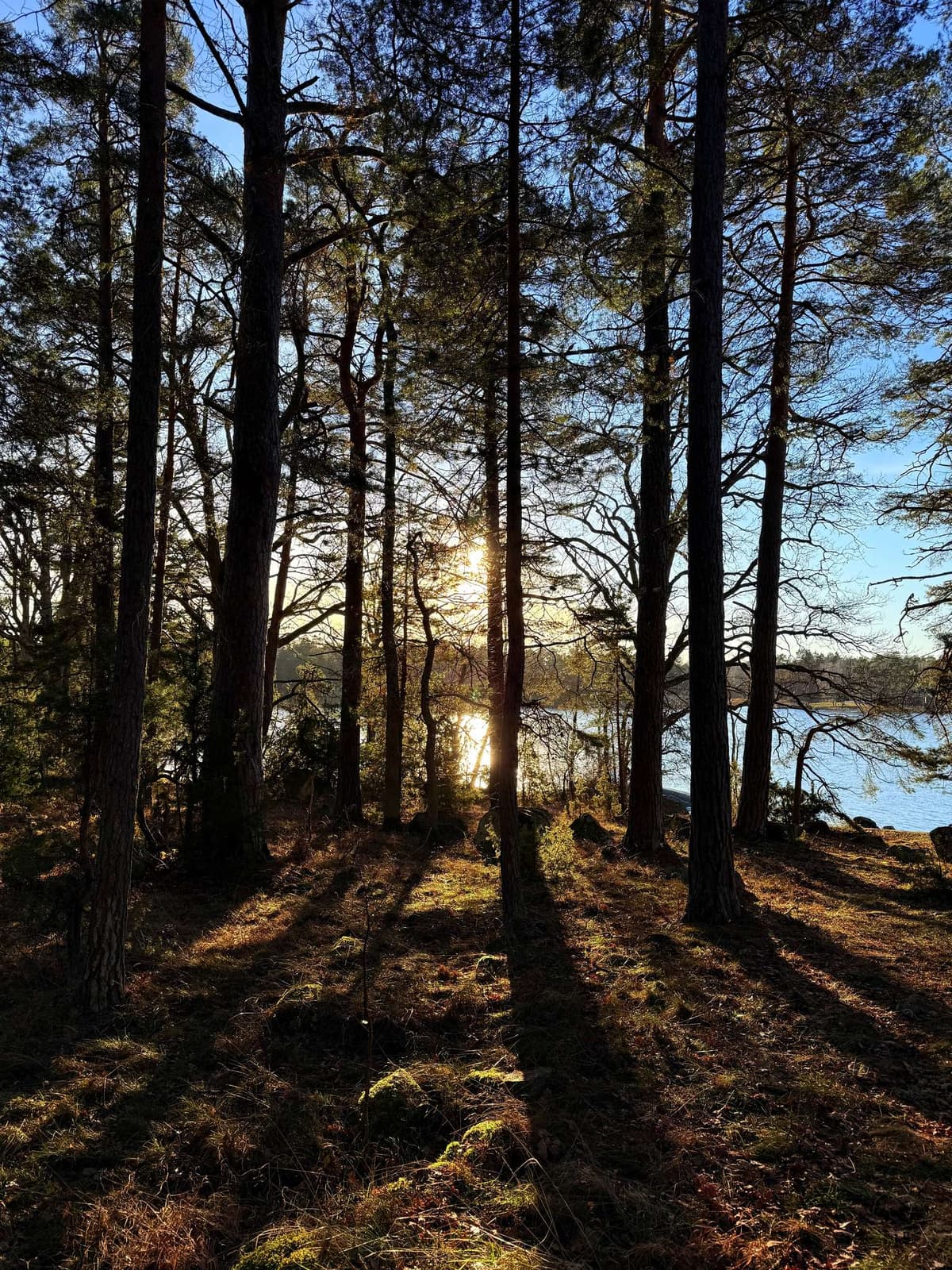 Pines against a low winter sun, long shadows over the needles