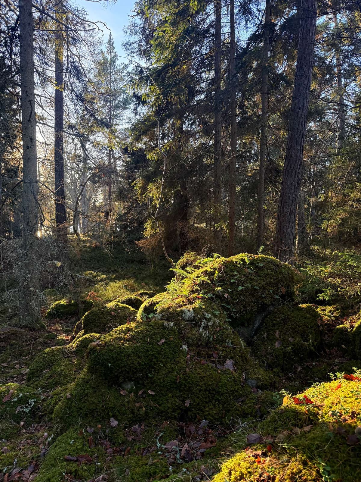 Moss on the rocks lit from behind, the sun barely clearing the trunks